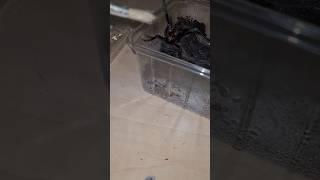 ANGRY TARANTULA!!! Starts dripping venom, #spider #invertebrates #tarantula #arachnids