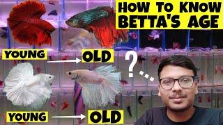 HOW TO KNOW BETTA FISH BREEDING AGE | BETTA FISH BREEDING | BETTA FISH TANK MATES | BETTA FISH FOOD