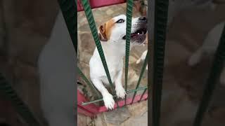 Jack Russell Krallığı kanalı canlı yayında