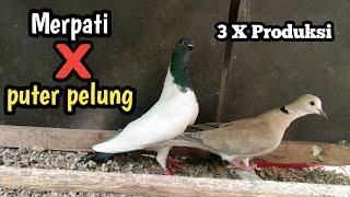 kawin silang merpati dengan puter pelung produksi 3 kali | mencetak #merpater