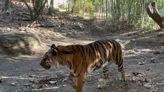 Exploring the Wonders of Zoo Atlanta: A Wildlife Adventure!