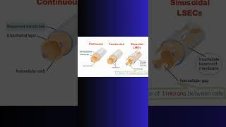 How LIVER endothelium is DIFFERENT! #liver #capillary #blood #hepatic #physiology #cell  #science