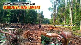 HUTAN RAWA KALIMANTAN SURGANYA IKAN LELE LEMBAT || MANCING LELE AKAR