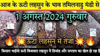 1 अगस्त 2024 गुरुवार तमिलनाडु की मंडी से ऊटी लहसुन के भाव |  ऊटी बीज में फिर से तेजी | Ooty rate