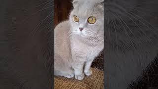 Самое загадочное русское слово (С.Дроботенко) #cat #юмор