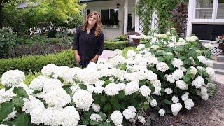 4 Year Update on Our 'Incrediball' Hydrangea Hedge! 