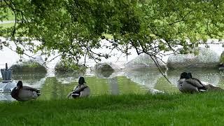 Mallard ducks and quick swoop over to canada goose