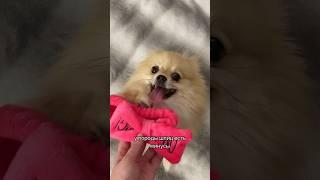 Минусы породы ШПИЦ #pomeranian #шпиц #померанскийшпиц #немецкийшпиц #шпицы