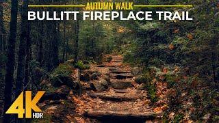 [4K HDR] Fall Colors on Bullitt Fireplace Trail - Relaxing Autumn Walk with Forest Bird Song Sounds