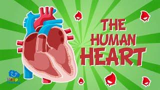 The Human Body: The Heart | Educational Videos For Kids