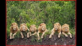 LION KINGDOM. Pride And Punishment / FULL HD - Documentary Films