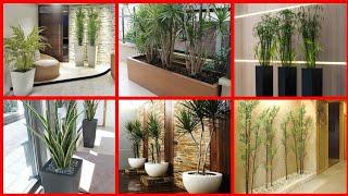 Indoor garden idea | indoor plants for interior | house interior | interior with faiz |