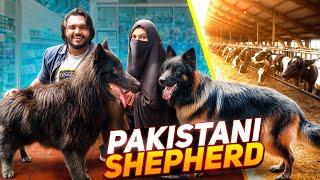 I saw the Pakistani German Shepherd in the cow farm. Pakistani GSD in A Cow Farm