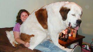 Big Dog Thinks He's a Lap Dog!  Funny Dog and Human