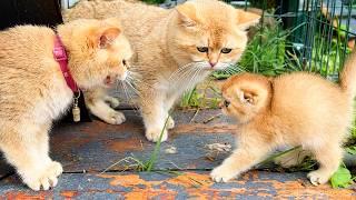 Mother cat Kira hisses when she meets a lost kitten Oliver