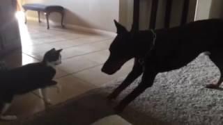 Cat fights Doberman