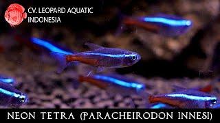 Paracheirodon innesi. The world's most POPULAR tetra! (Leopard Aquatic C036C)
