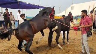 Horse Breeding Unbelievable Best Horse race Five horses Marwari beautiful #horse #horseracing ..