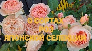 4 лучших сорта роз японской селекции.