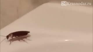 Летающие тараканы