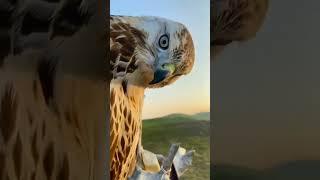 Smart gyan /eagle attitude /#shorts #shortvideo