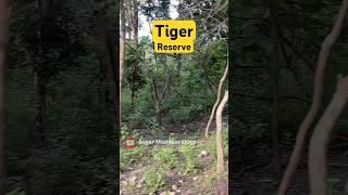 Elephant- Tiger  Jim Corbett National Park #shorts #jimcorbett #tiger #elephant