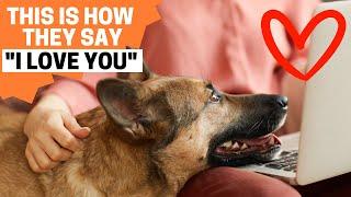 9 Signs your German Shepherd Loves you the MOST!