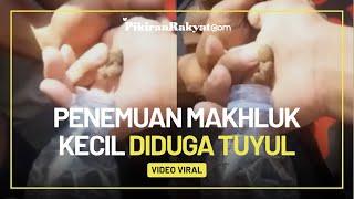 Video Viral Penemuan Makhluk Kecil Diduga Sosok Tuyul di Cirebon, Netizen: Kayak Jahe Gak Sih?