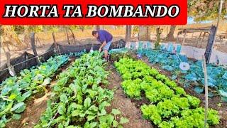 MOSTRANDO NOSSA HORTA ORGÂNICA QUAL SEGREDO PRA SE TER VERDURAS TÃO GIGANTES ?