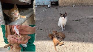 The stray mama cat who lives with her kittens in an abandoned house is very cute.