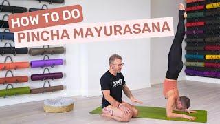 How To Do Pincha Mayurasana | Tips For Forearm Balance
