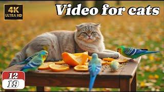 Cat TV for Cats | Birds chirping, squirrels playing, and relaxing nature sounds