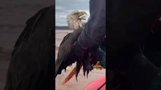 Rescuing A Bald Eagle! l The Dodo