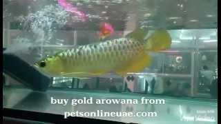 buy gold arowana in UAE from petsonlineuae.com