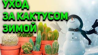 Уход за кактусом зимой. Зимовка кактусов. Обзор кактусов.