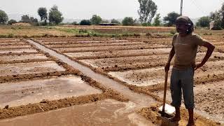 खेत में पानी लगाने का तरीका।Farm watering method|| Khet mai Paani kaise lagaye || Irrigation System