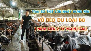 Thu nhập gần 2 tỷ/năm từ mô hình nuôi bò vỗ béo || Kỹ thuật nuôi bò vỗ béo nhanh nhất