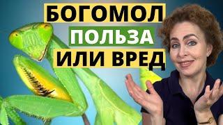 БОГОМОЛ - польза или вред. Опасен ли БОГОМОЛ для человека.