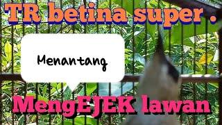 TRUCUK BETINA SUPER NARUNG sangat menantang lawan