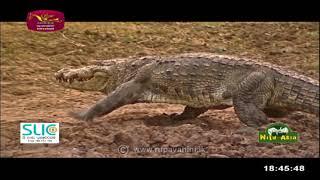 Wild life |2021-08-20 | Rupavahini Documentary