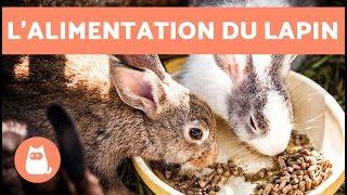 Comment nourrir un lapin ? - Bébé, jeune, adulte et vieux, vous saurez TOUT !