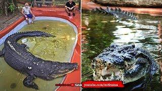 7 Buaya Terbesar Di Dunia Yang Pernah Terlihat