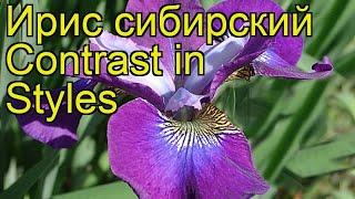 Ирис сибирский Контраст ин Стайлз. Краткий обзор, описание iris sibirica Contrast in Styles