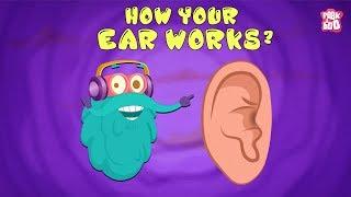 How Your Ear Works? - The Dr. Binocs Show | Best Learning Videos For Kids | Peekaboo Kidz