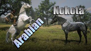 Arabian vs Nokota Time Trial : Red Dead Redemption 2