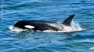 Orcas & Harbor Porpoises | Puget Sound