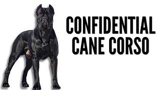 THE CONFIDENTIAL CANE CORSO