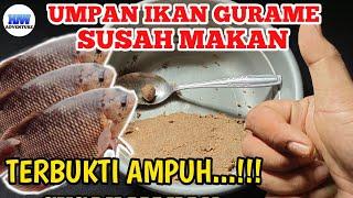 Umpan gurame kolam harian susah makan