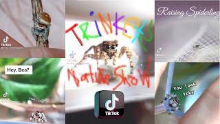 TikTok Jumping Spider Compilation | Gretel The Jumping Spider | Trinkets Nature Show | TikTok Spider