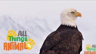 * BALD EAGLE * | Animals For Kids | All Things Animal TV